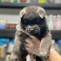 امریکن آکیتا