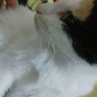 بچه گربه کالیکو شیطون رایگان|گربه|اهواز, سپیدار|دیوار