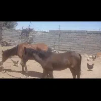 فروش اسب کرد مادیون وکره|اسب و تجهیزات اسب‌سواری|سیرجان, |دیوار