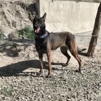 سگ مالینویز اصل|سگ|آزادشهر, |دیوار