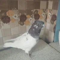 کبوتر|پرنده|تهران, بلورسازی|دیوار