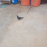 کبوتر سیاه و رنگی|پرنده|امیدیه, |دیوار