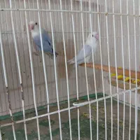 جفت کوتوله