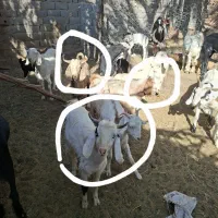 فروش چند عدد گوسفند|حیوانات مزرعه|فهرج, |دیوار