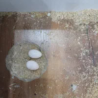 عروس پاریس لوتینو ۵تخمه