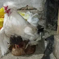 مرغ و خروس اصیل سلطان