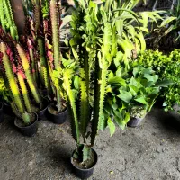 گل وگیاه دختر گلفروش|گل و گیاه طبیعی|بندر ماهشهر, |دیوار