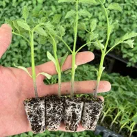 فروش نشا گوجه و بادمجان