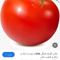بذر گوجه دستی بدرو.سانسید کیلو ۷ملیون