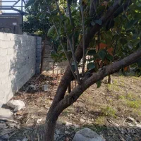 فروش زمین  مسکونی سند دار|فروش زمین و ملک کلنگی|دابودشت, |دیوار