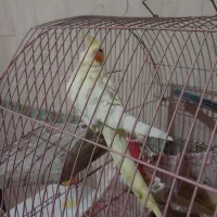 ماده یکساله بهشرط جوجه پنج تخم|پرنده|گرمسار, |دیوار