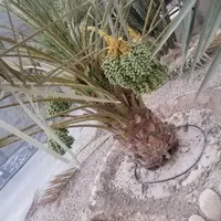 هرس درخت نخل ثردار(کنه زدن)