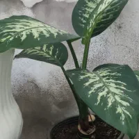 گل دیفن باخیا