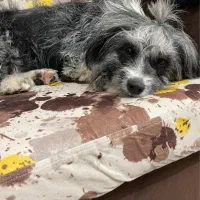 واگذاری حیوان خانگی|سگ|لاهیجان, قیام|دیوار