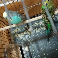 مرغ عشق|پرنده|نقده, |دیوار