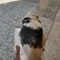کبوتر طوقی