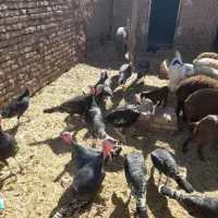 بوقلمون|حیوانات مزرعه|میان جلگه, |دیوار
