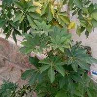 گل طبیعی پنچ انگشتی