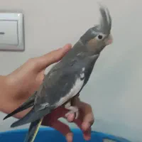 جوجه عروس هلندی زیبا و کشیده