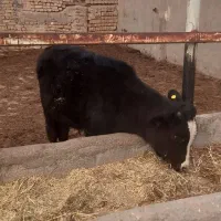 گوساله نر|حیوانات مزرعه|بوئین زهرا, |دیوار