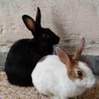 فروش یه جفت خرگوش نروماده