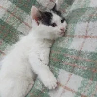 واگذاری بچه گربه