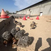 جوجه شترمرغ|حیوانات مزرعه|مشهد, تبادکان|دیوار