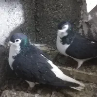 دو جفت حیون