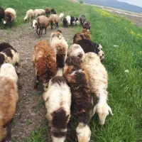 گوسفندمیش بره