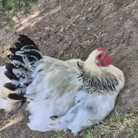 خروس برهما