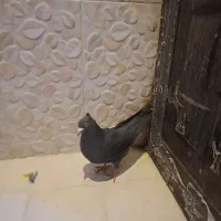 کبوتری رنگی|پرنده|مشهد, کوی المهدی|دیوار