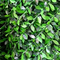 چمن و فنس چمنی|مصالح و تجهیزات ساختمان|هشتگرد, شهرک افشاریه|دیوار