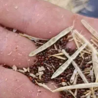 بذر شلغم خارجی دورنگ