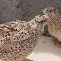 بلدرچین ماده