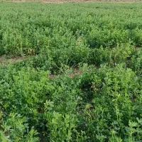 زمین-برای-چراندن-گوسفند