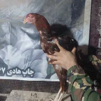مرغ خروس لاری چهار ماهه