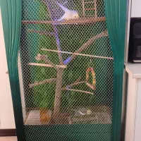 عروس هلندی|پرنده|تهران, استخر|دیوار