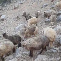 بره