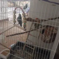 طوطی کوتوله برزیلی|پرنده|ملارد, |دیوار