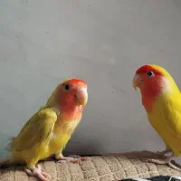 یک جفت کوتوله نر و ماده|پرنده|قم, نیروگاه|دیوار