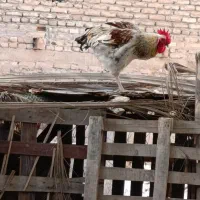 فروش خروس|حیوانات مزرعه|اهواز, نیوساید|دیوار