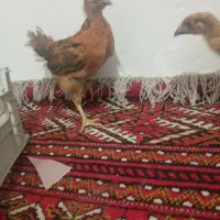 2 عدد جوجه مرغ خروس زیر قیمت مفت فروش فوری