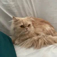 گربه پرشین|گربه|مشهد, نوید|دیوار