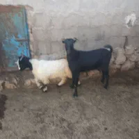 سلام فروش سه تیشتر ماده با یک بز زوییده کهره بزرگ