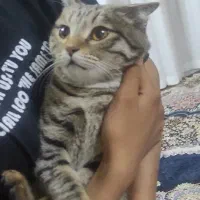 گربه ماده پیدا شده در منطقه الیهه