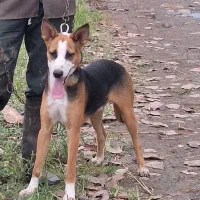 سگ باهوش نگهبان..گرگی میکس