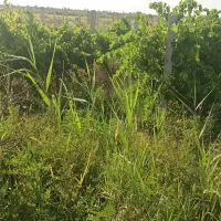 زمین باغ ۱۳۲۰ متر فقط ۲۸۰ میلیون