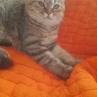 گربه نژاددار