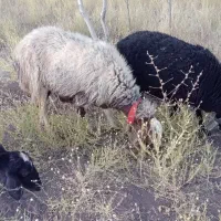 حیوان‌خانگی|حیوانات مزرعه|چنارود, |دیوار