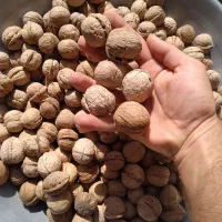 فروش گردو کردستان|حراج|بندر ماهشهر, |دیوار